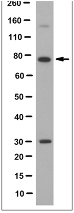 MilliporeSigma Mouse anti-Ezrin (Ascites Free), Clone: 4A5, 100&mu;g:Antibodies,