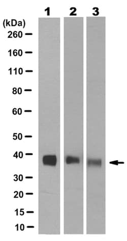 MilliporeSigma&trade;&nbsp;Synaptophysin, Mouse, Unlabeled, Clone: SY38,