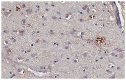 MilliporeSigma Mouse anti-Tau, Cleaved (D421), (Ascites Free), Clone: Tau-C3,
