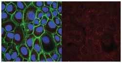 MilliporeSigma Mouse anti-Oct-1 (Ascites Free), Clone: YL15, 100&mu;g:Antibodies,