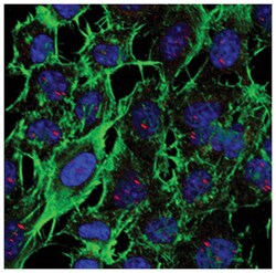 MilliporeSigma Sp100, Mouse, Unlabeled, Clone: 2H1.1, 100&mu;g; Unlabeled:Antibodies,