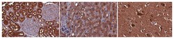 MilliporeSigma Mouse anti-NQO2, Clone: 4A4.1, 100&mu;g:Antibodies, Monoclonal