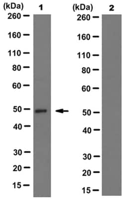 MilliporeSigma Mouse anti-IDH1/2 Mutant (R132/172), Clone: MsMAb-1, 100 &mu;g | Buy Online | MilliporeSigma&trade; | Fisher Scientific