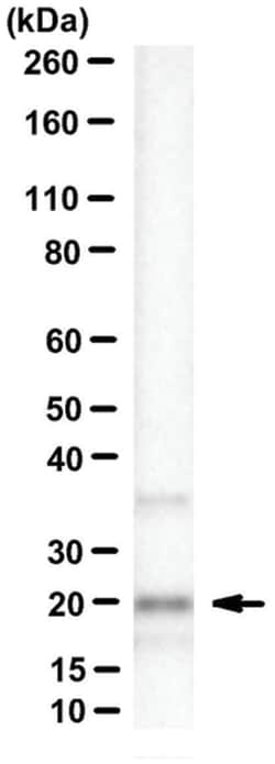 MilliporeSigma MED28, Mouse, Unlabeled, Clone: 7E1, 100&mu;g; Unlabeled:Antibodies,