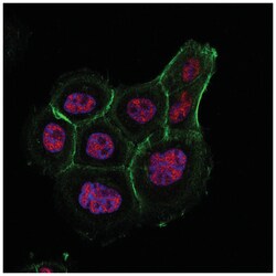 MilliporeSigma HAF/SART1, Mouse, Unlabeled, Clone: 1-2, 100&mu;L; Unlabeled:Antibodies,