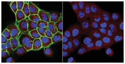 MilliporeSigma UDP-Galactose Transporter, Mouse, Unlabeled, Clone: 1H10.1,