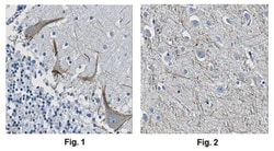 MilliporeSigma Mouse anti-KIF3A, Clone: 4F9.1, 100&mu;g:Antibodies, Monoclonal
