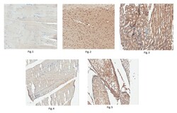 MilliporeSigma anti-KIF1B Clone: 10F3.1, 100&mu;L, Unlabeled:Antibodies,