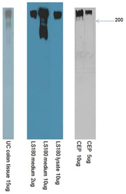 MilliporeSigma anti-CEP Clone: 7E12H12, 100&mu;L, Unlabeled:Antibodies,