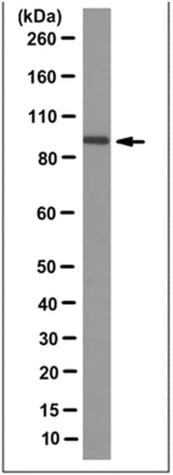 MilliporeSigma anti-Cullin-4A/CUL4A Clone: 2A2.1, 100 &mu;g | Buy Online | MilliporeSigma&trade; | Fisher Scientific
