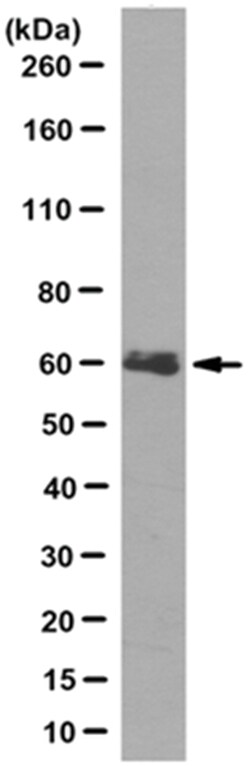MilliporeSigma Mouse anti-hIAP-1/BIRC3, Clone: 11D12.1, 100&mu;g:Antibodies,