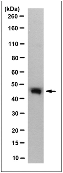 MilliporeSigma TXNIP, Mouse, Unlabeled, Clone: 3A7.1, 100&mu;g; Unlabeled:Antibodies,