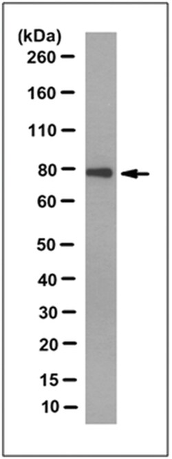 MilliporeSigma anti- TRIM3 Clone: 13D12.1, 100&mu;g, Unlabeled:Antibodies,