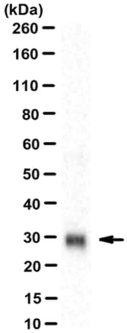 MilliporeSigma Mouse anti-PD-L2, Clone: 24F.10C12, 100&mu;g:Antibodies,