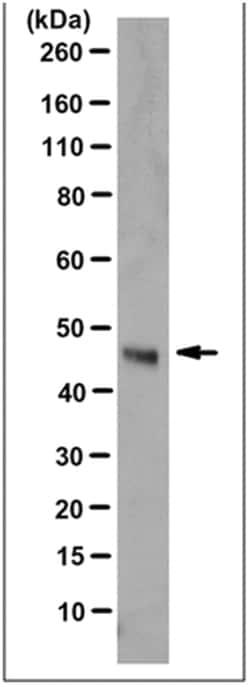 MilliporeSigma anti-Arylsulfatase B Clone: 10G6.1, 100&mu;L, Unlabeled:Antibodies,