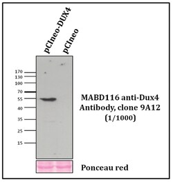 Dux4 Mouse anti-Human, Clone: 9A12, MilliporeSigma 100&mu;L; Unlabeled:Antibodies,