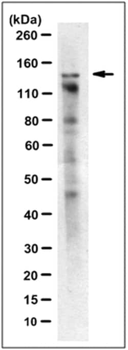 MilliporeSigma Mouse anti-CST complex subunit CTC1, Clone: 8E5.2, 100&mu;g:Antibodies,