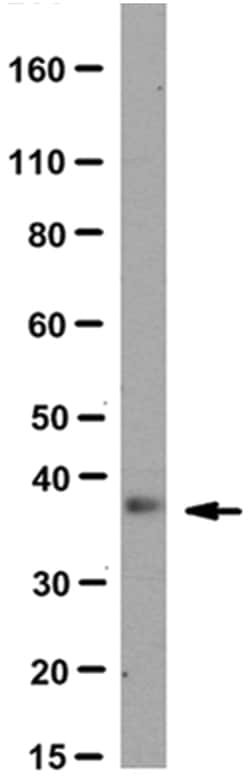 MilliporeSigma Rat anti-Pax-9, Clone: 7C2 (P9C23), 100&mu;g:Antibodies,