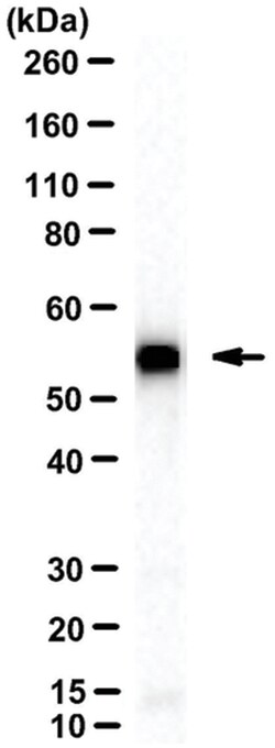 MilliporeSigma ADA3, Mouse, Unlabeled, Clone: 5C9/C8, 100&mu;L; Unlabeled:Antibodies,