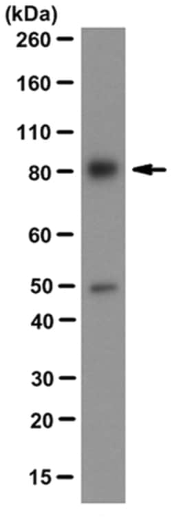 MilliporeSigma Mouse anti-XPB, Clone: 15TF2-1B3, 100&mu;L:Antibodies, Monoclonal