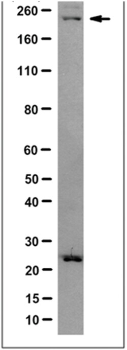 MilliporeSigma Mouse anti-JARID1D/KDM5D, Clone: 7F10.4, 100&mu;g:Antibodies,