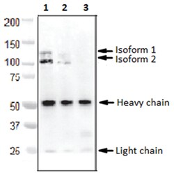 MilliporeSigma™ BICC1/Protein Bicaudal C Homolog 1, Mouse, Unlabeled, Clone: 2D9.1,