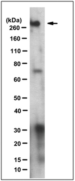 MilliporeSigma Mouse anti-BPTF, Clone: 15B1.1, 100&mu;g:Antibodies, Monoclonal