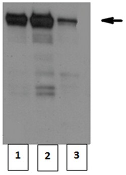 MilliporeSigma Mouse anti-CRTC1, Clone: 5F3.1, 100&mu;g:Antibodies, Monoclonal