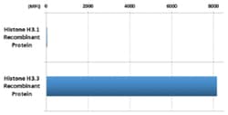 MilliporeSigma Rabbit anti-Histone H3.3, Clone: RM190, 100&mu;g:Antibodies,