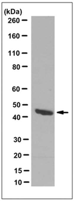 MilliporeSigma Mouse anti-Pax-2, Clone: 4C2.2, 200&mu;L:Antibodies, Monoclonal