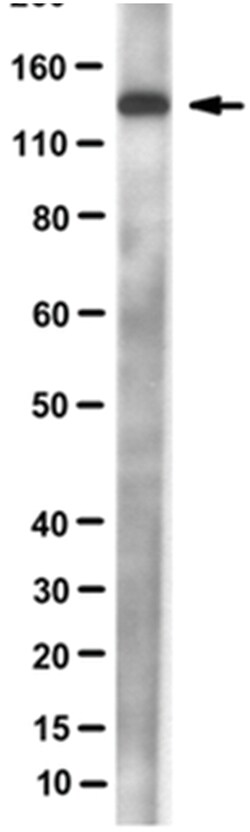 MilliporeSigma anti-DNA polymerase delta p125 Clone: 11E10.1, 100&mu;g,