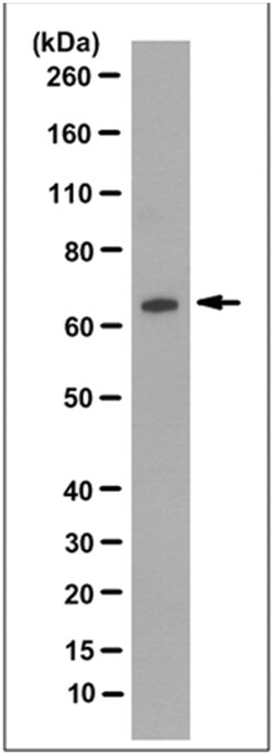 MilliporeSigma anti-HNF-1-beta Clone: 12A5.1, 100&mu;g, Unlabeled:Antibodies,