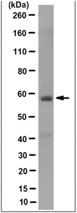 MilliporeSigma anti-Paired box protein Pax-1 Clone: 7F11.2, 100&mu;g, Unlabeled:Antibodies,