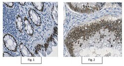 MilliporeSigma Mouse anti-Homeobox protein CDX-2, Clone: 7D9.1, 100&mu;g:Antibodies,