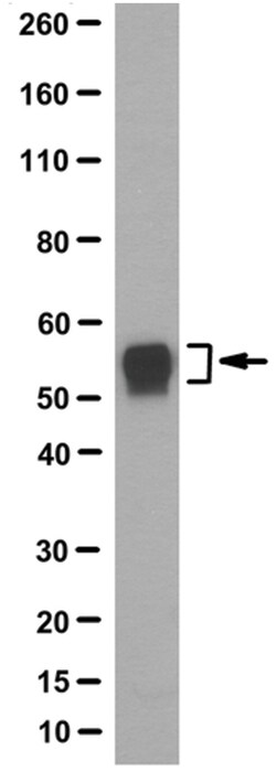 MilliporeSigma IFIT5, Mouse, Unlabeled, Clone: 10A12.1, 100&mu;L; Unlabeled:Antibodies,