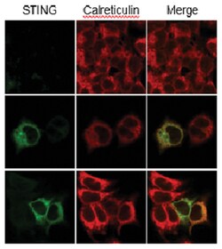MilliporeSigma STING, Mouse, Unlabeled, Clone: S17G2C4B7, 100&mu;g; Unlabeled:Antibodies,