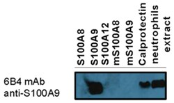 MilliporeSigma Mouse anti-S100A9, Clone: 6B4, 100&mu;g:Antibodies, Monoclonal