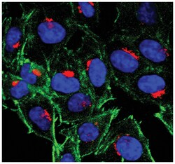 MilliporeSigma Mouse anti-MPR300/IGF-2R/CD222, Clone: 2C2, 100&mu;g:Antibodies,