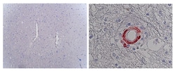 MilliporeSigma Rat anti-Notch 3, Clone: 2G8, 100&mu;g:Antibodies, Monoclonal