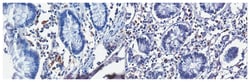 MilliporeSigma Eosinophil Cationic Protein, Mouse, Unlabeled, Clone: 1C8.5/D8,