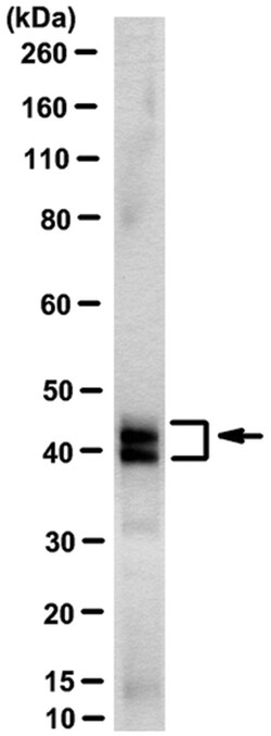 MilliporeSigma Septin-3, Mouse, Unlabeled, Clone: 5C1.2, 100μL; Unlabeled:Antibodies,