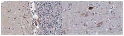 MilliporeSigma Serotonin Receptor 1B, Mouse, Unlabeled, Clone: 1C2.1, 100&mu;g;