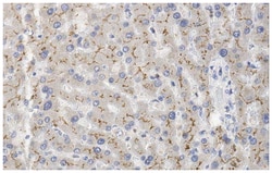MilliporeSigma MRP2, Mouse, Unlabeled, Clone: 4C9.2, 100&mu;g; Unlabeled:Antibodies,
