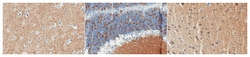 MilliporeSigma anti-Synapsin-2 Clone: 19.21, 100&mu;g, Unlabeled:Antibodies,