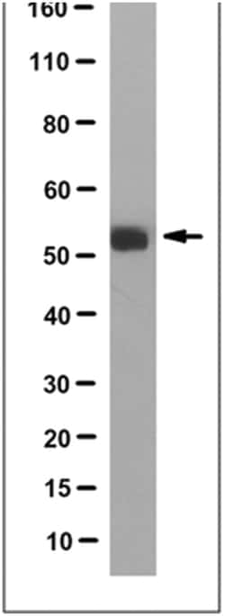 MilliporeSigma Mouse anti-Serotonin receptor 2A/HTR2A, Clone: 9B11.1, 100&mu;g:Antibodies,