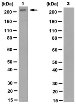 MilliporeSigma anti-phospho-Filamin-A (Ser2152) Clone: PS2, 100&mu;L, Unlabeled:Antibodies,