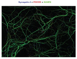 MilliporeSigma anti-Synapsin-1 Clone: MEGS3-10A, 100&mu;L, Unlabeled:Antibodies,