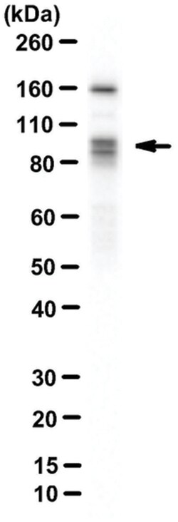 MilliporeSigma DYRK1A, Mouse, Unlabeled, Clone: 8D9, 100&mu;L; Unlabeled:Antibodies,
