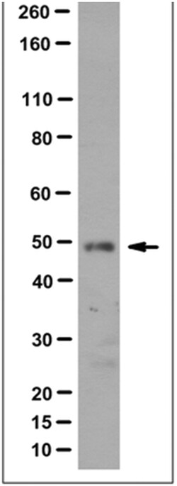MilliporeSigma Mouse anti-NTR1, Clone: 8F11.1, 100 &mu;g | Buy Online | MilliporeSigma&trade; | Fisher Scientific