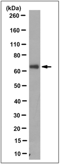MilliporeSigma Mouse anti-SLC22A3, Clone: 4H6.1, 100 &mu;g | Buy Online | MilliporeSigma&trade; | Fisher Scientific